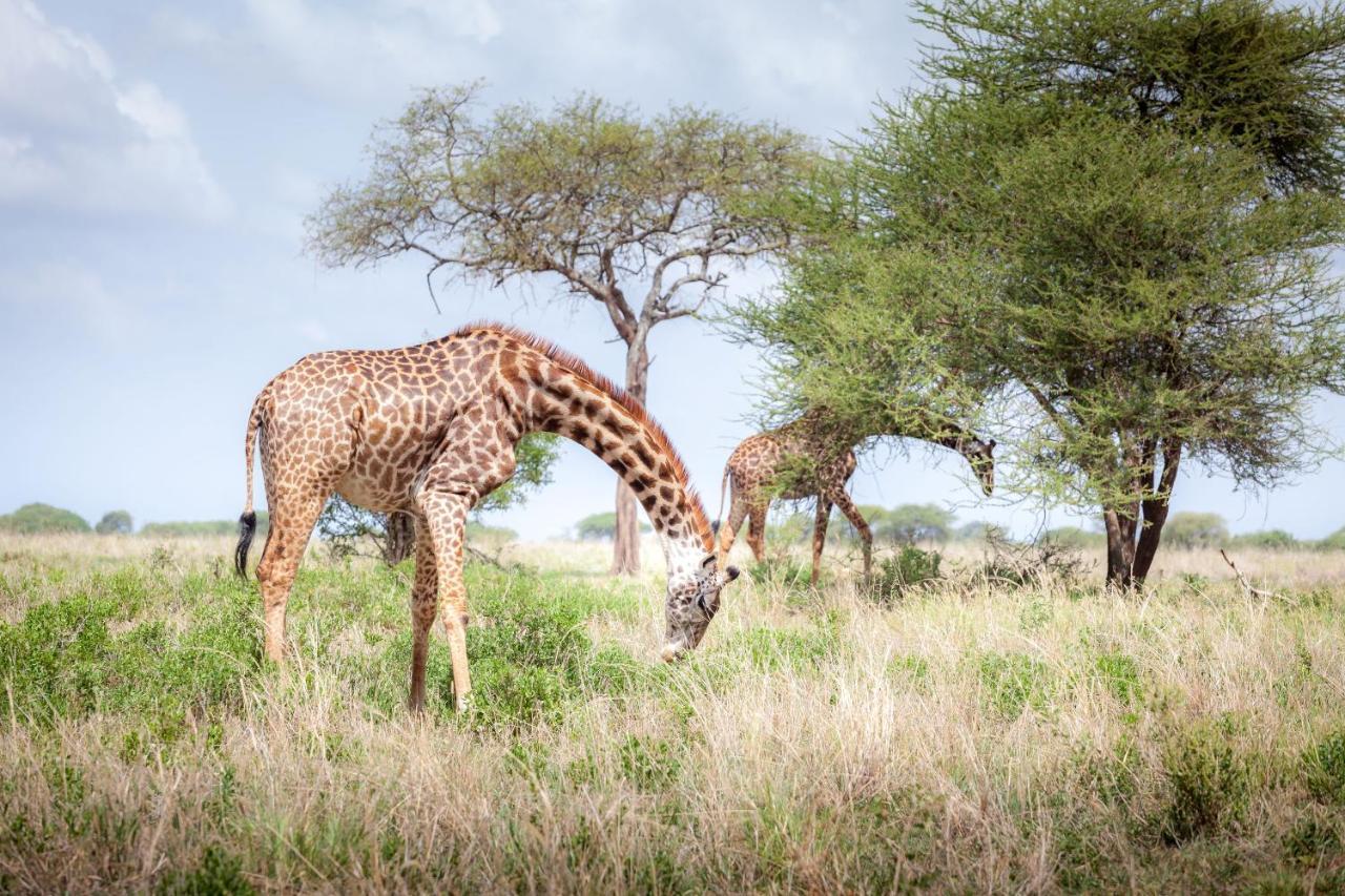 Baobab Tented Camp Kwa Kuchinia Exterior photo
